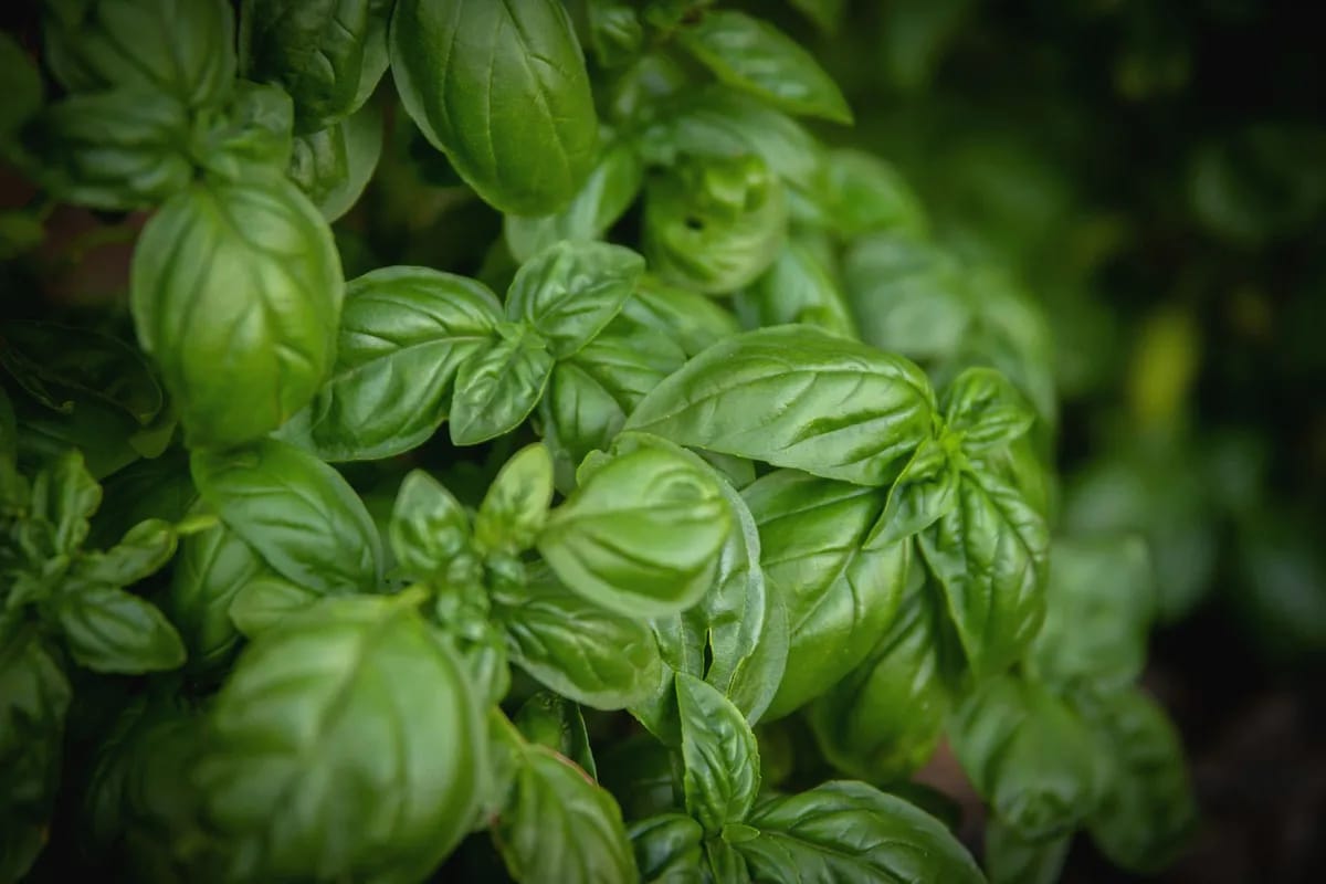 Frische Basilikumblätter auf einer sonnigen Terrasse