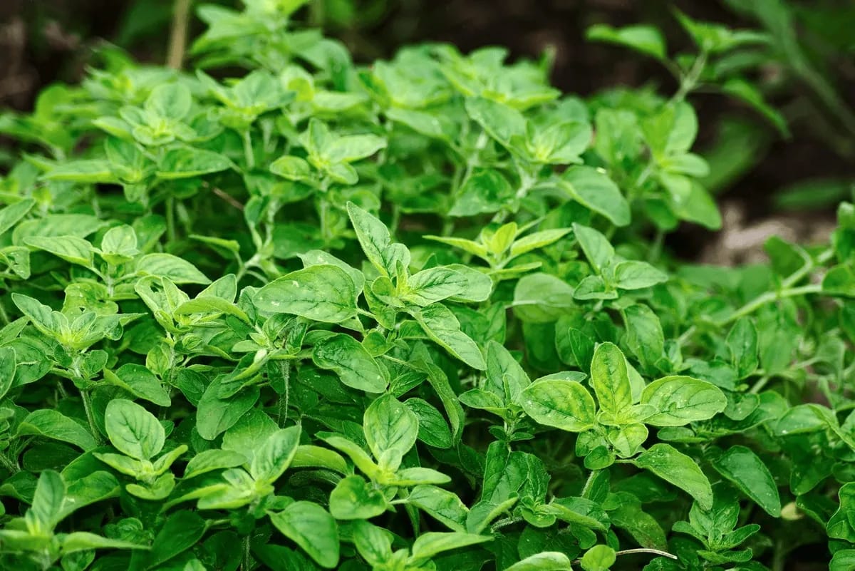 Blühende Oreganopflanze mit violetten Blüten und aromatischen Blättern