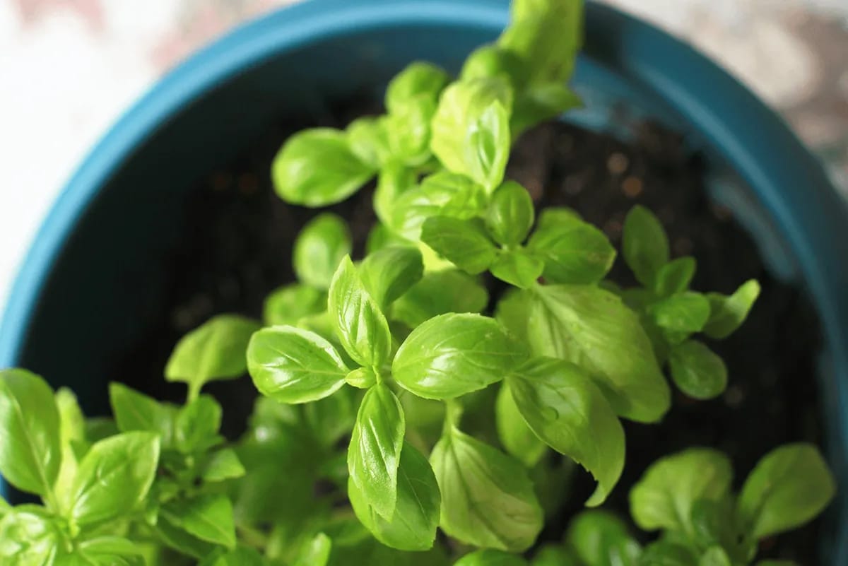 Kleiner Basilikum in einem blauen Topf mit Erde.