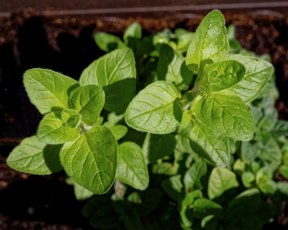 Oregano