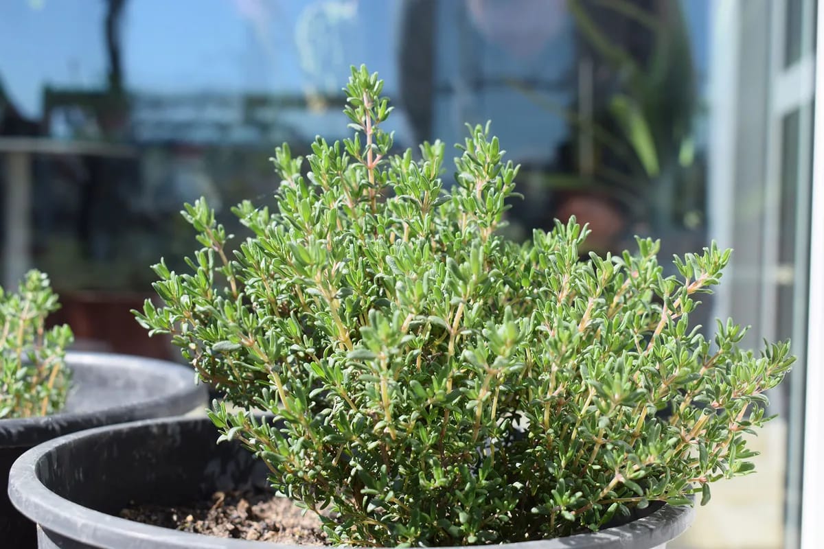 Thymian in warmen Sonnenlicht.