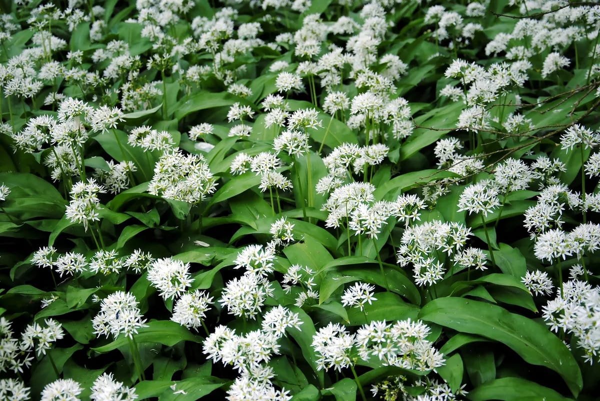 Nahaufnahme von blühendem Bärlauch mit weißen, sternförmigen Blüten und grünen Blättern.