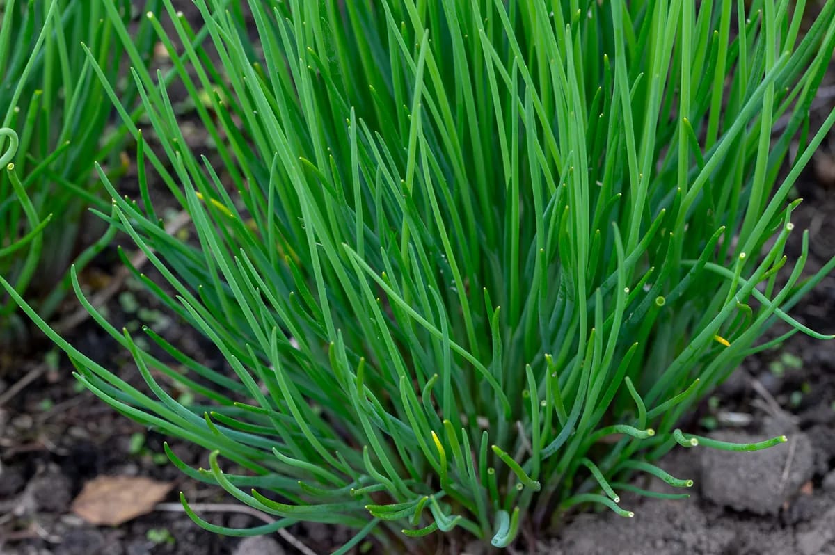 Frischer Schnittlauch in einem Gartenbeet