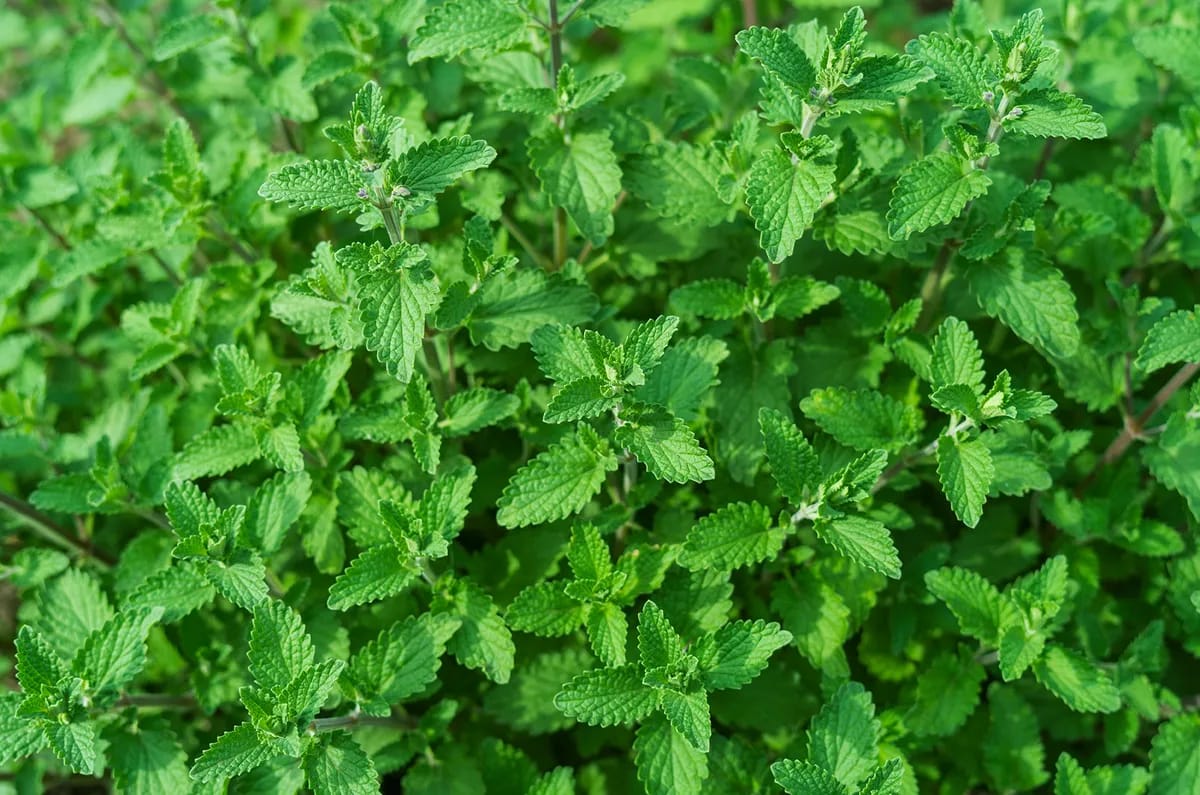 Nahaufnahme von Zitronenmelisse im Gartenbeet mit satten, grünen Blättern