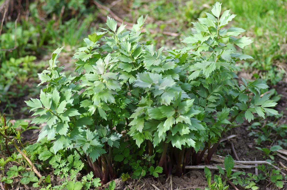 Kräftige Liebstöckelpflanze mit großen grünen Blättern im Garten