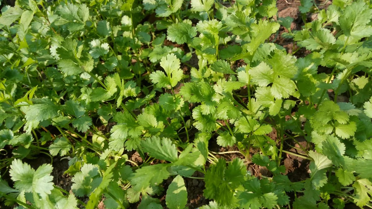 Frische Korianderblätter (Cilantro) und getrocknete Koriandersamen