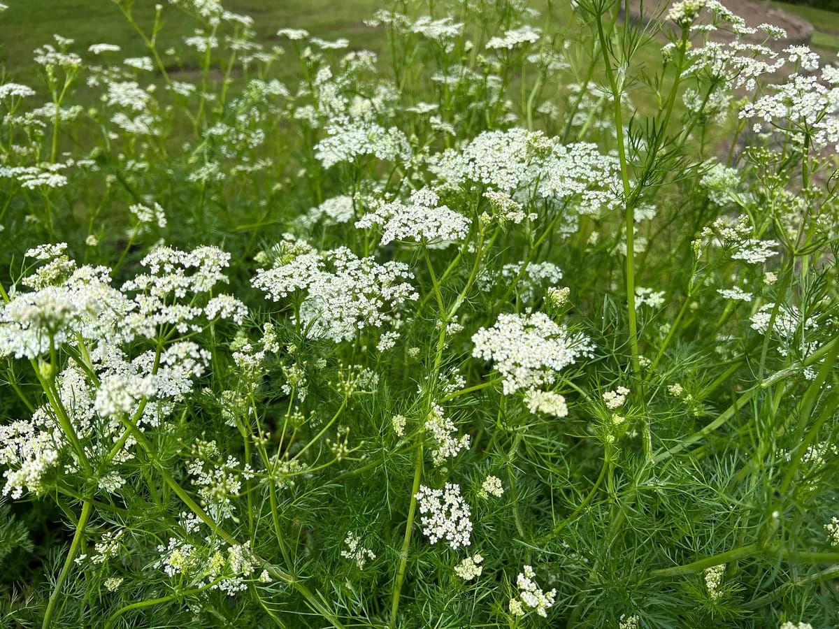 Kümmel