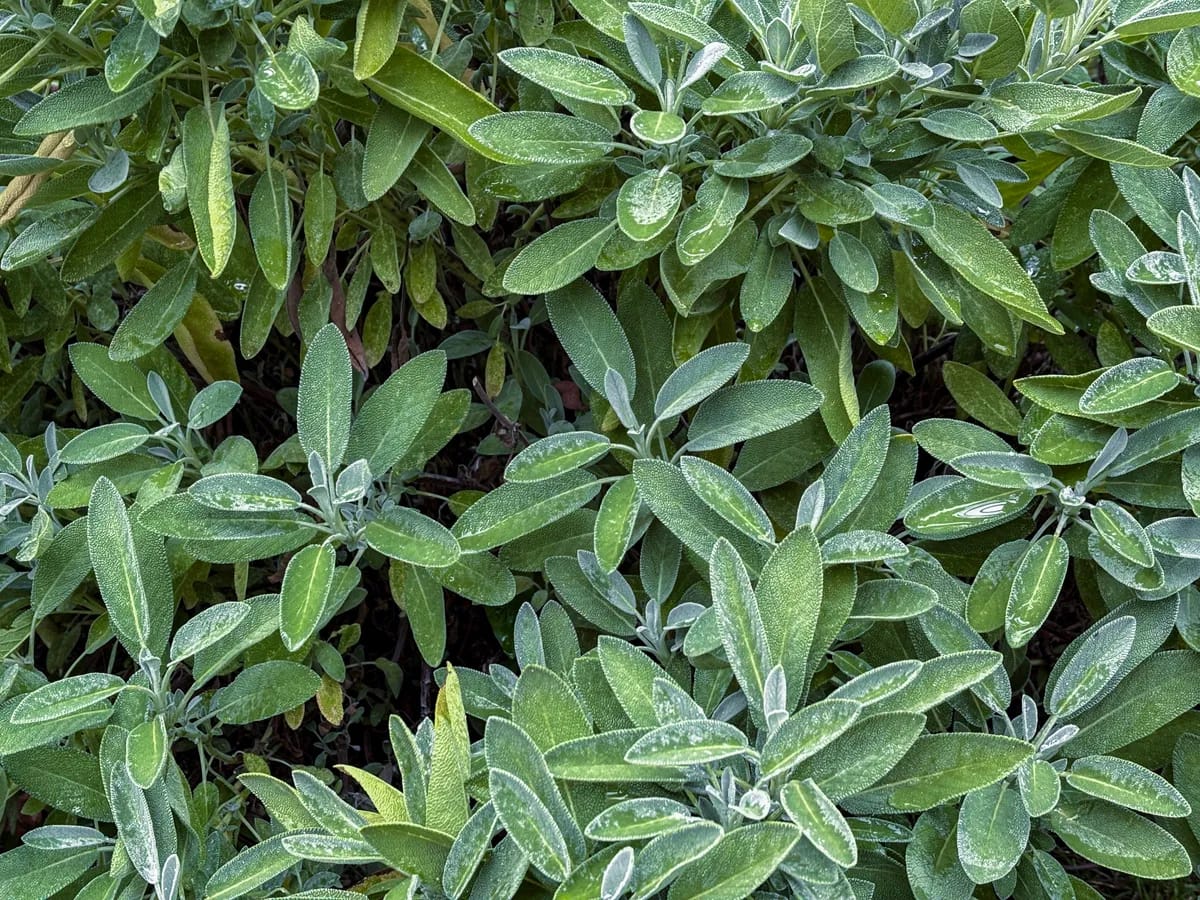 Frische Salbeiblätter mit Blüten auf einem Holztisch