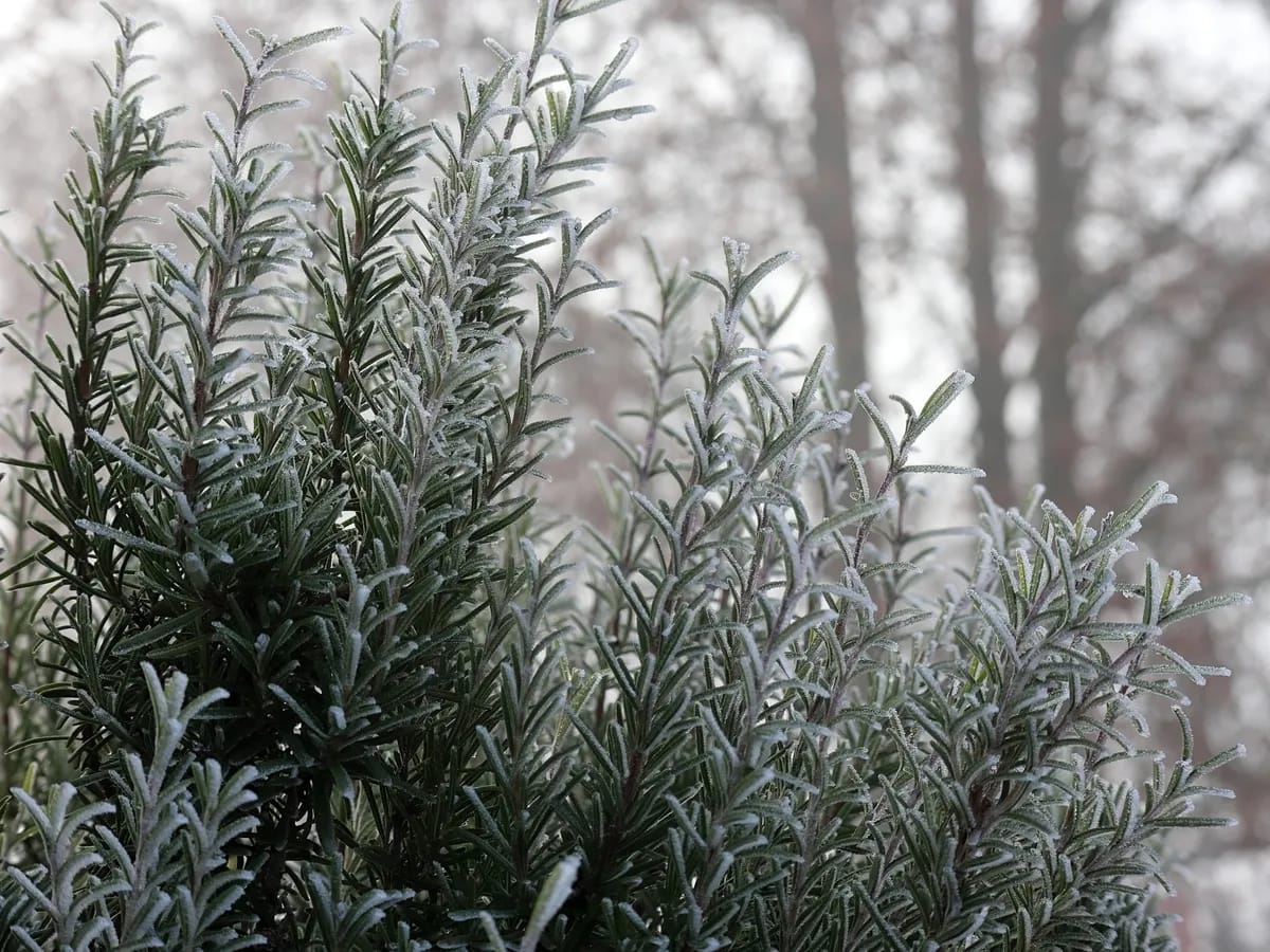 Rosmarin mit Frostüberzug an einem kalten Wintermorgen