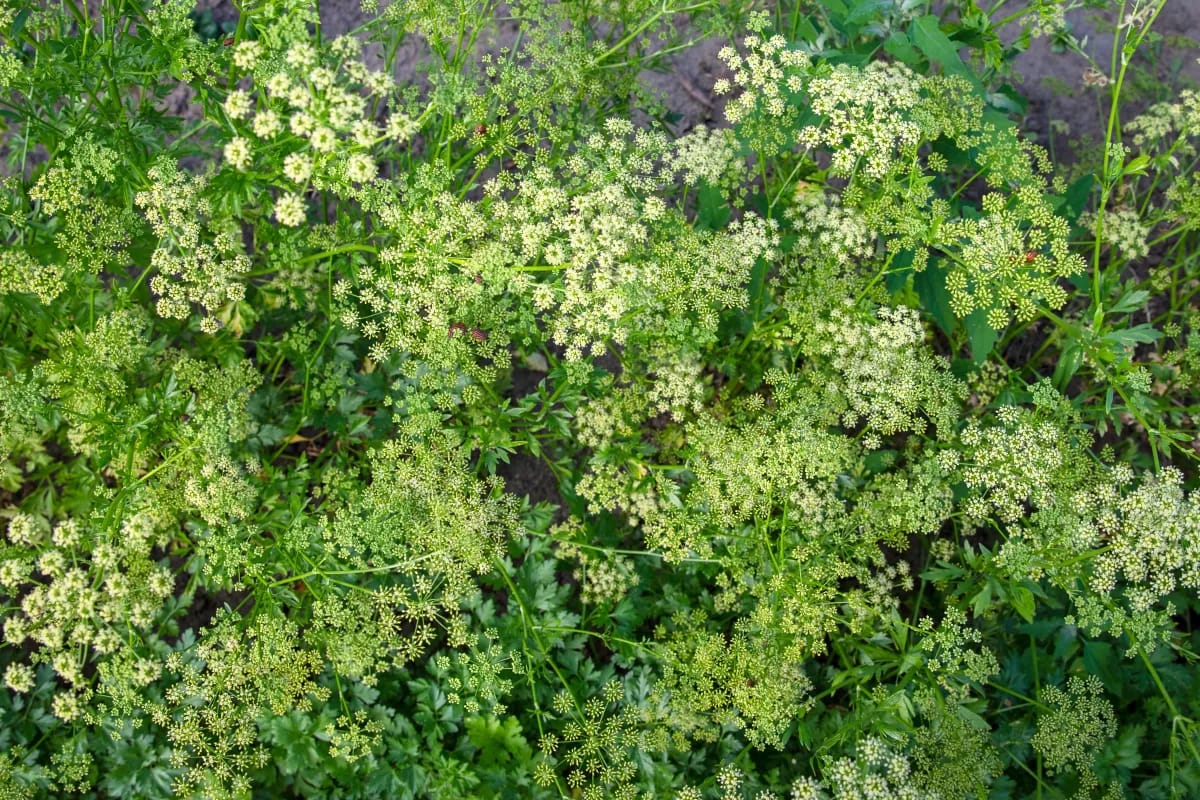 Petersilie blüht giftig? Was du jetzt wissen musst