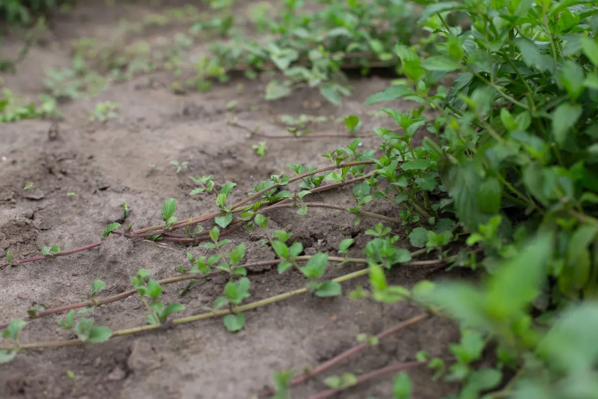 Minze und deren Rhizome die sich über den Gartenboden ausbreitet.