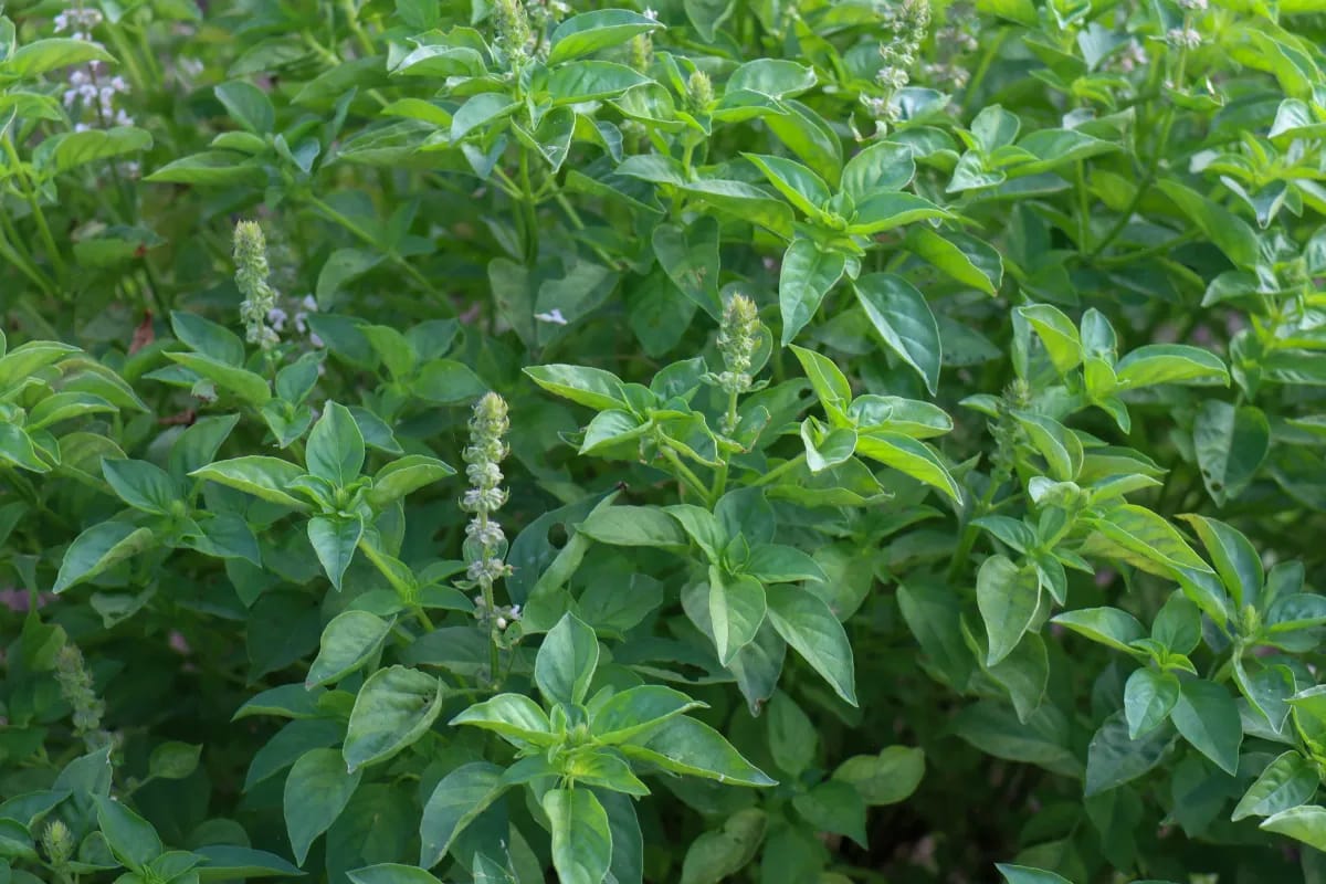 Indisches bzw. heiliges Basilikum, auch Tulsi oder Tulsikraut genannt