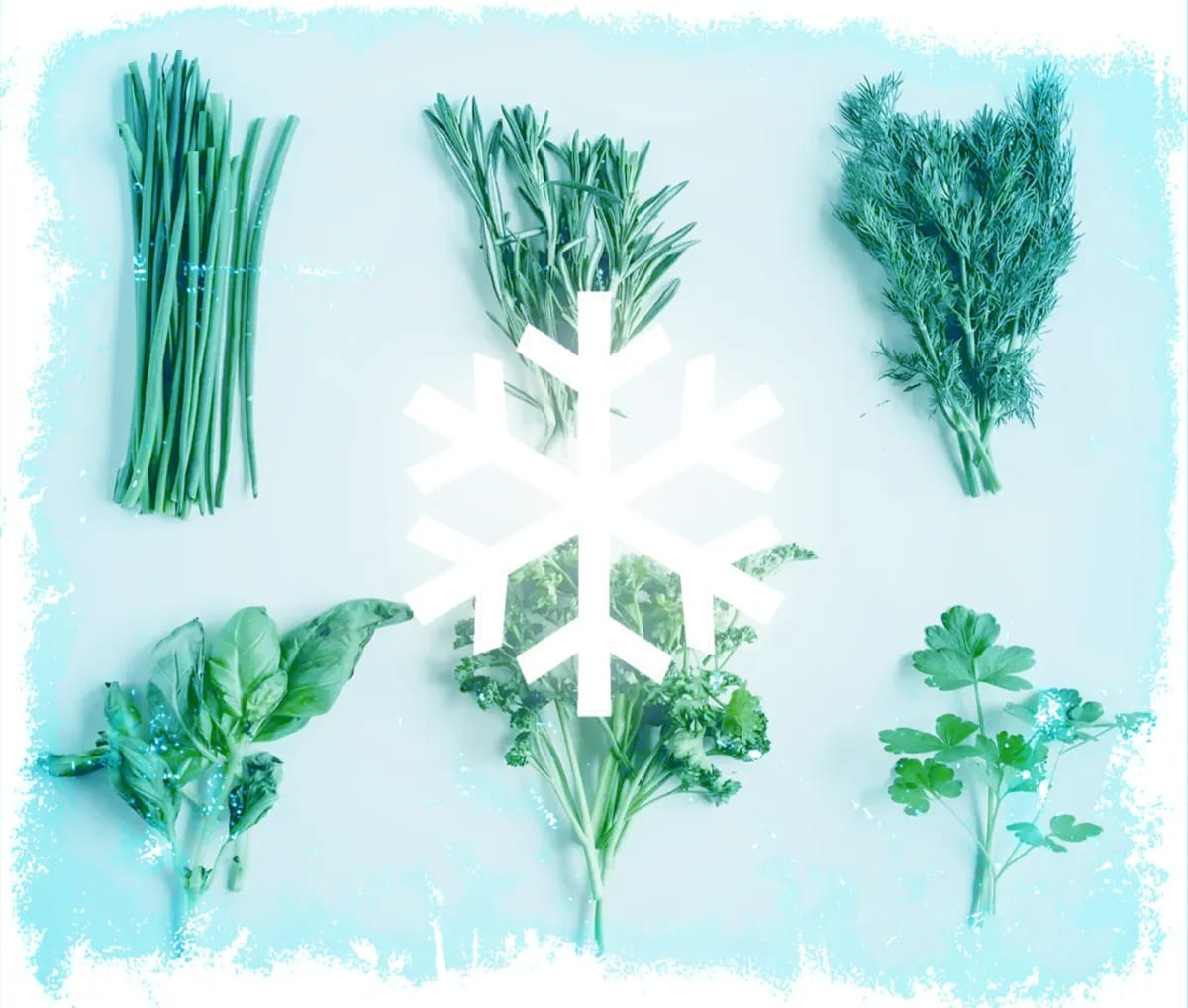 Welche Kräuter sind winterhart? So wählst Du die richtigen Kräuter