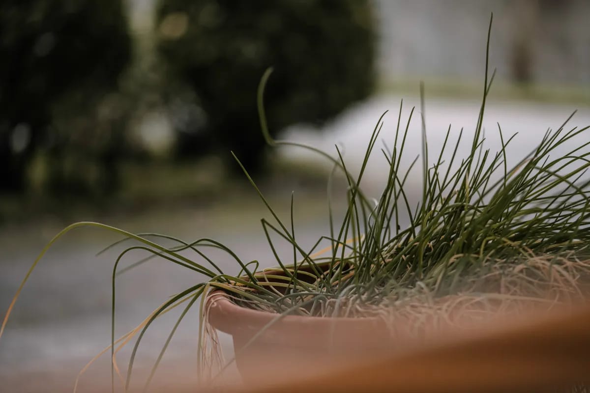 Kann Schnittlauch überwintern? Tipps für die Winterpflege