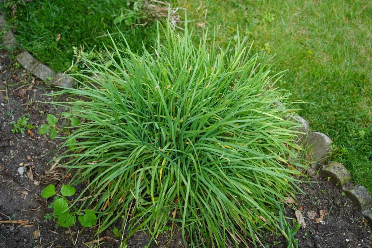 Ist Schnittlauch mehrjährig? Hier die Aufklärung!