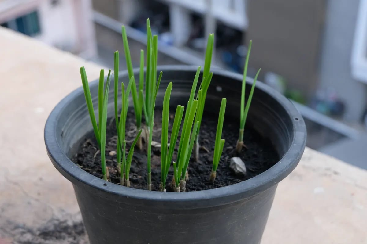 Schnittlauch: Anbauen, Pflege, Ernte – der komplette Ratgeber