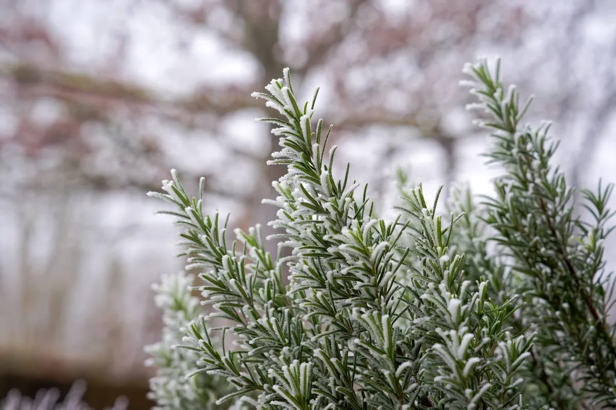 Kann Rosmarin Frost vertragen? So schützt Du ihn im Winter