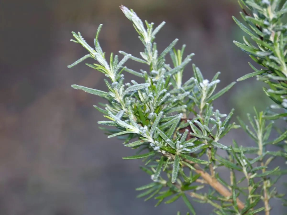 Frischer Rosmarin mit Frost im Winter.