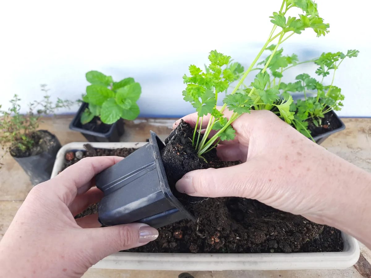 Frische Petersilie in einen größeren Topf umtopfen, um einen üppigen Kräutergarten zu fördern.