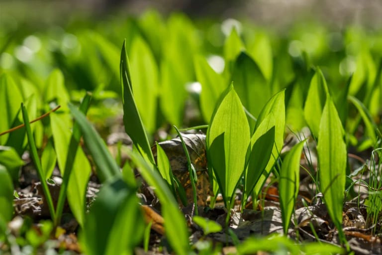 Leuchtend grüne Bärlauchblätter bedecken den sonnigen Waldboden im Frühling.