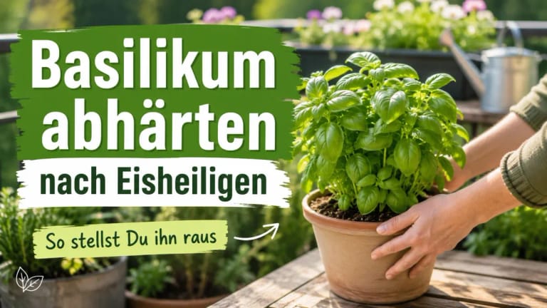 Eine Person stellt einen Topf Basilikum auf einen Holztisch im Freien, um die Pflanze nach den Eisheiligen für den Garten oder Balkon abzuhärten.