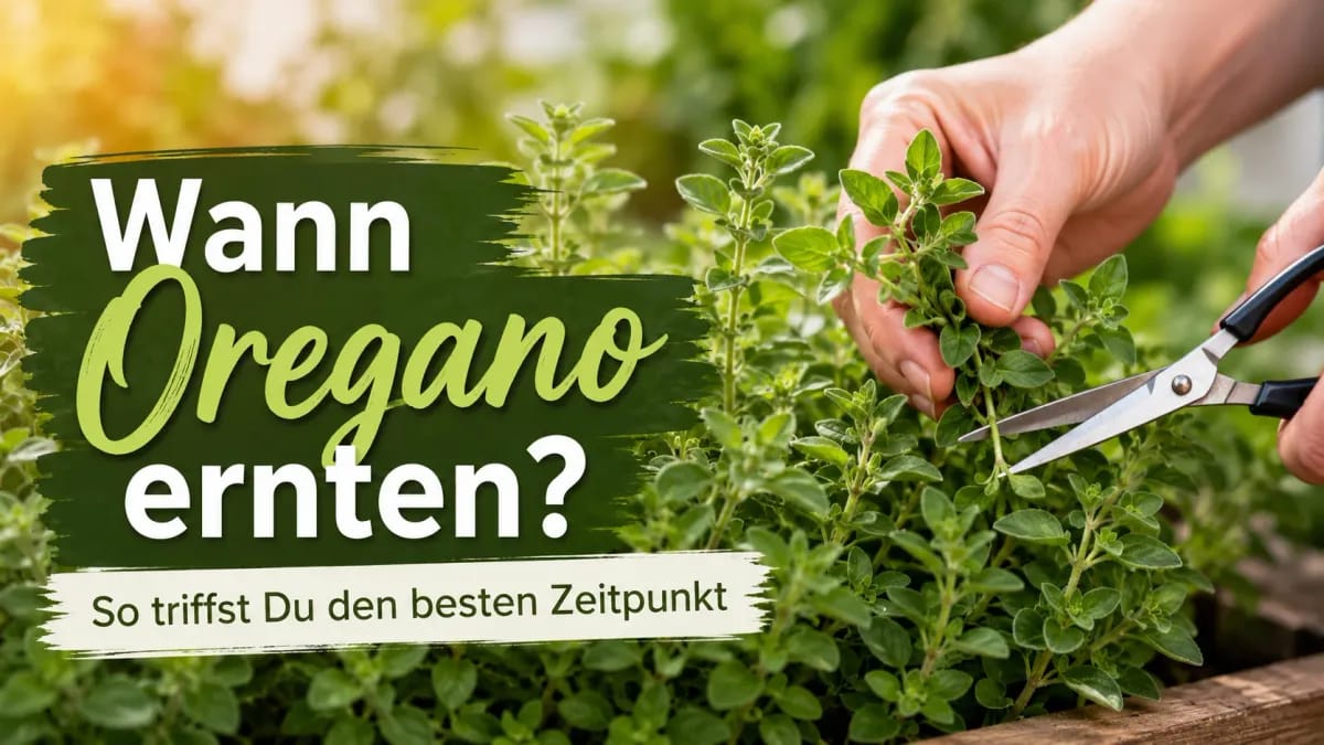 Eine Hand erntet frischen Oregano im Kräutergarten, passend zum Thema "Wann Oregano ernten?" und dem besten Erntezeitpunkt.