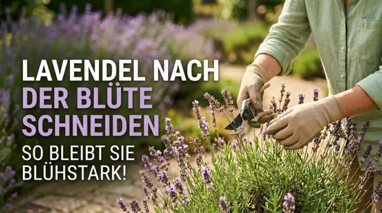Eine Person schneidet Lavendel nach der Blüte mit einer Gartenschere, um die Blühkraft der Pflanze zu erhalten.