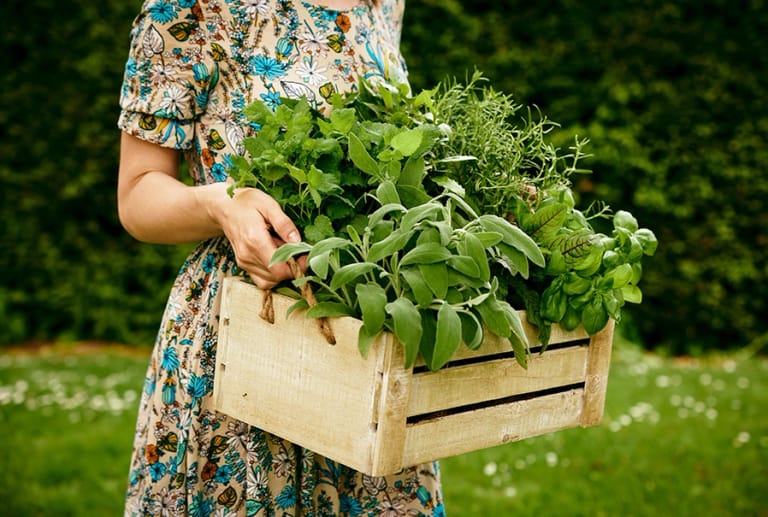 Kräuterexperte bei der Ernte frischer Heilkräuter